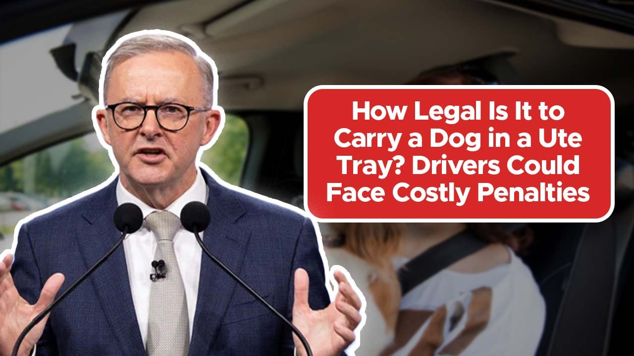 How Legal Is It to Carry a Dog in a Ute Tray? Drivers Could Face Costly Penalties