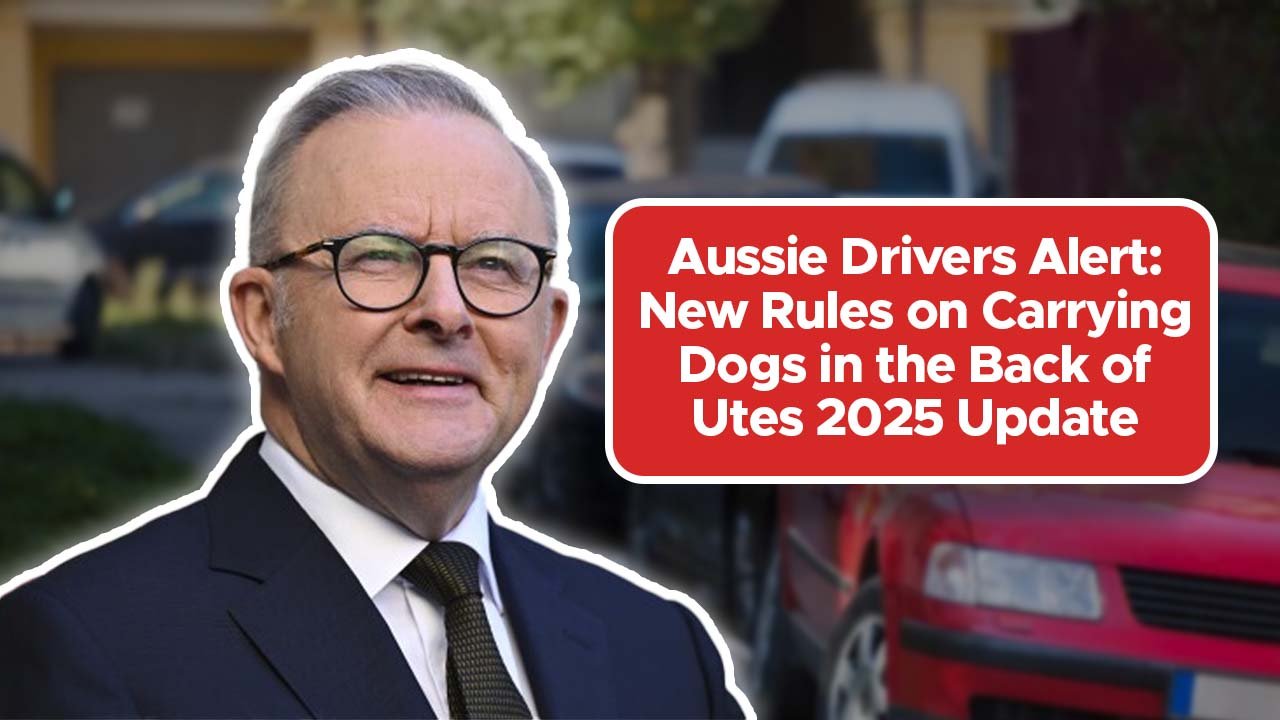 Aussie Drivers Alert: New Rules on Carrying Dogs in the Back of Utes 2025 Update