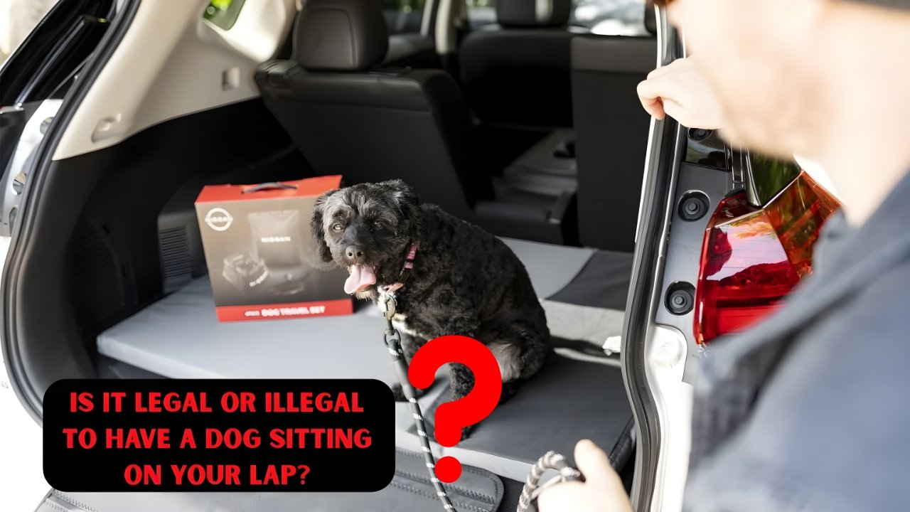 Can You Have a Dog Sitting on Your Lap While Driving in Australia? Legal Rules Explained
